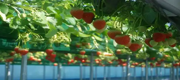 딸기랑소풍가기좋은날딸기체험농장