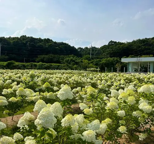 모멘도르