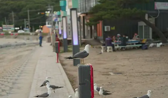 동막해변