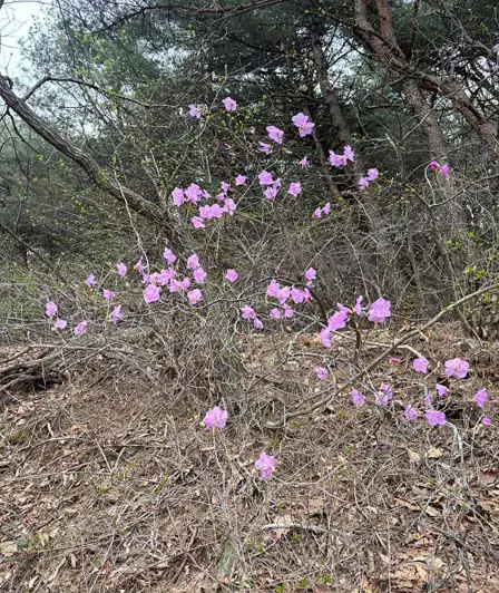 용두산